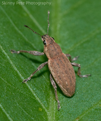 Tanymecus lacaena