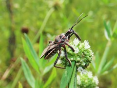 Apiomerus floridensis