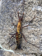 Peruphasma transversatum