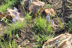 Merwilla plumbea