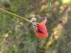 Indigofera heterophylla