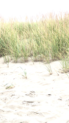 Ammophila breviligulata