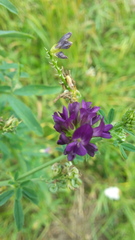 Medicago