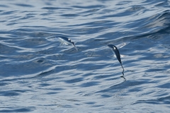 Exocoetidae