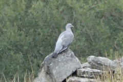 Columba oenas