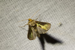 Diachrysia chrysitis