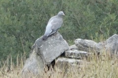 Columba oenas