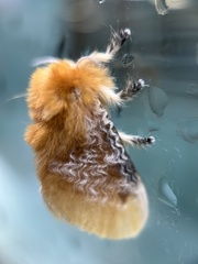 Megalopyge opercularis