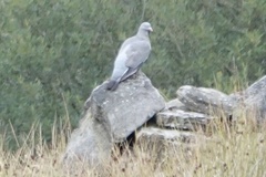 Columba oenas