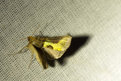 Diachrysia chrysitis