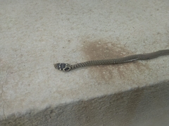 Hierophis viridiflavus