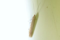 Coleophora