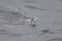 Atlantc Sailfin Flyingfish photo 2