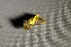 Diachrysia chrysitis