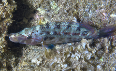 Symphodus tinca
