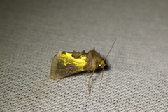 Diachrysia chrysitis