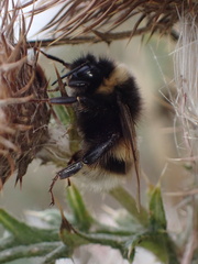 Bombus terrestris