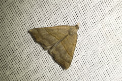 Hypena proboscidalis
