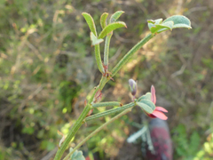 Indigofera heterophylla