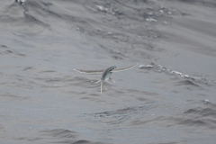 Exocoetidae