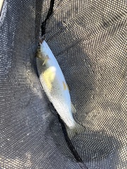 Oncorhynchus clarkii