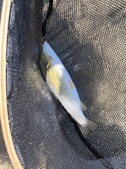 Oncorhynchus clarkii