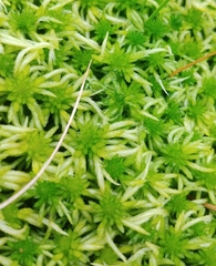 Sphagnum riparium