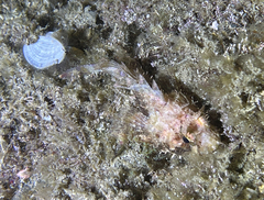 Scorpaena porcus