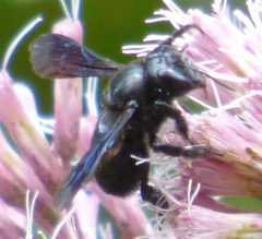 Megachile xylocopoides