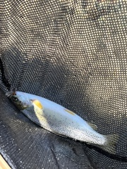 Oncorhynchus clarkii