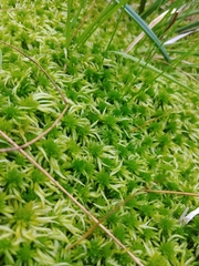Sphagnum riparium
