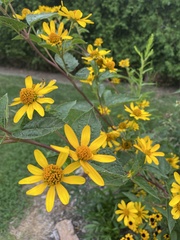 Heliopsis helianthoides