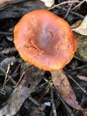 Lactarius eucalypti