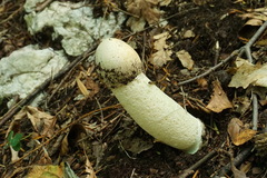 Phallus impudicus