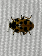 Hippodamia tredecimpunctata