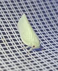 Flatormenis proxima