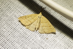 Polypogon tentacularia