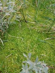Sphagnum riparium