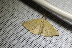 Polypogon tentacularia