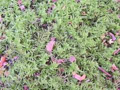 Kindbergia praelonga