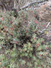 Stenanthera conostephioides