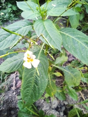Impatiens parviflora