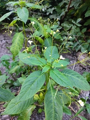 Impatiens parviflora