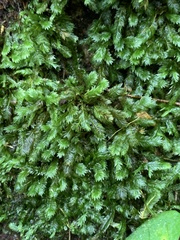 Fissidens dubius