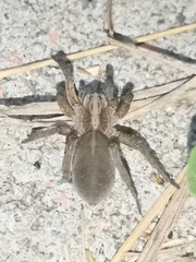 Trochosa