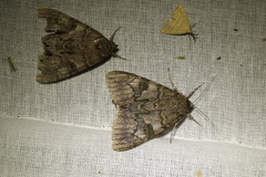 Catocala nupta