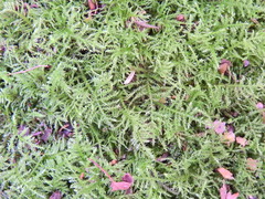 Kindbergia praelonga