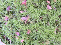 Kindbergia praelonga