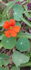 Tropaeolum majus