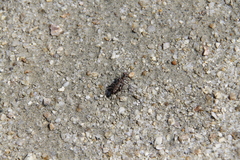 Cicindela ocellata